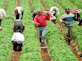 Migrant workers working in a field