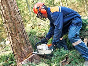 Worker using a chainsaw to cut down a tree